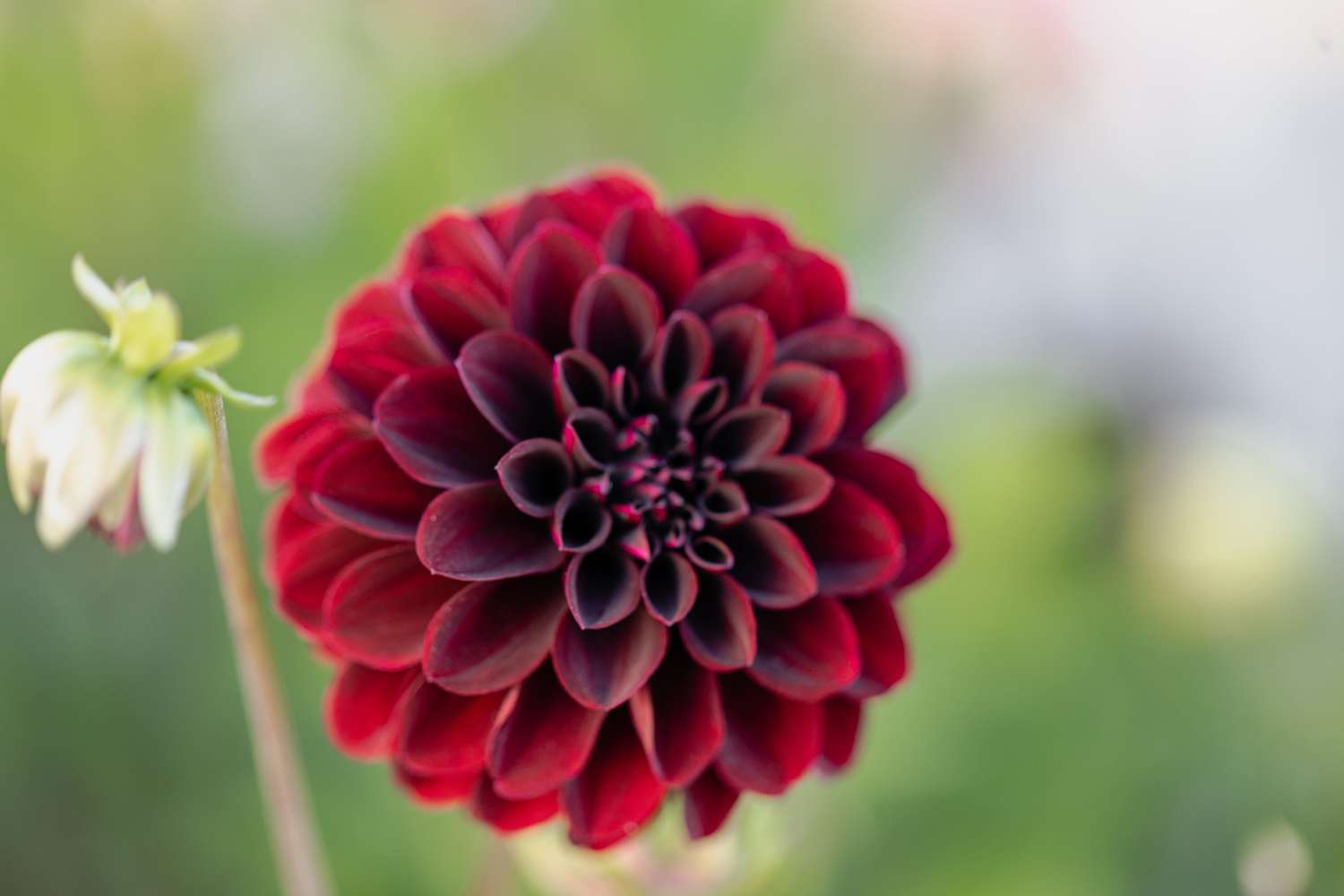 Dahlia 'La Recoleta'